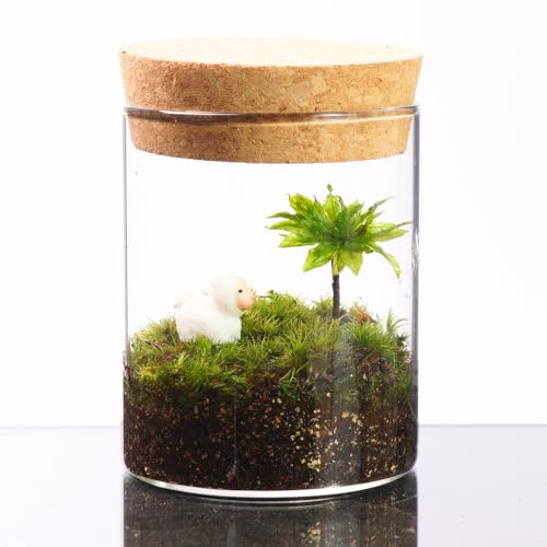 テラリウム キット」の人気商品一覧 | 安い商品を通販サイトから探す